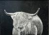Scotland Highland Cow by Jaycee Castillo